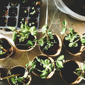 How to Choose the Right Plant for Your Home: A Beginner's Guide