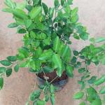 Hybrid Lemon