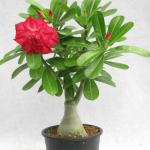 Bonsai(Adenium) -Small