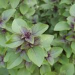 Tulsi