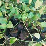 Money Plant