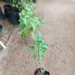 Tulsi