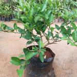 Hybrid Lemon
