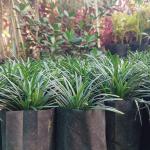 Dwarf Grass