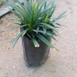 Dwarf Grass