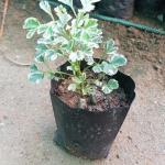 Aralia
