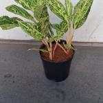 Aglaonema green