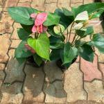 Anthurium