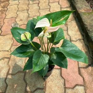 Anthurium