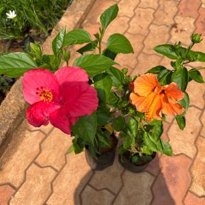 Hybrid Hibiscus