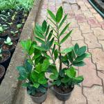 ZZ plant