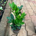 ZZ plant