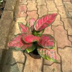 Aglaonema red marun