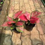 Aglaonema red marun