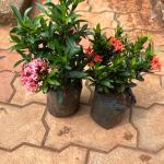 Dwarf miniIxora-plant