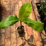 Banana- plant