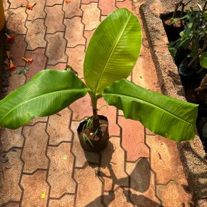 Banana- plant