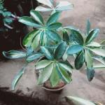 Dwarf umbrella tree