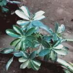 Dwarf umbrella tree