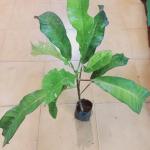 Croton