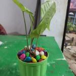 Money Plant