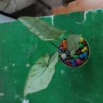 Money Plant