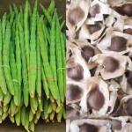 Drum Sticks-Seeds